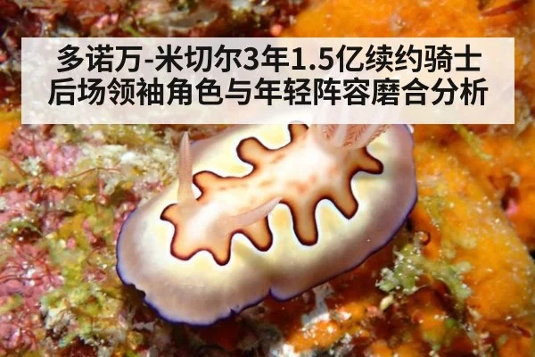 多诺万-米切尔3年1.5亿续约骑士 后场领袖角色与年轻阵容磨合分析